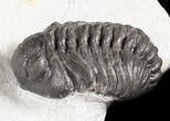 Phacops Trilobite - Morocco #45969-2